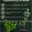 Ель канадская "Коника" (Conica) горшок P9 купить