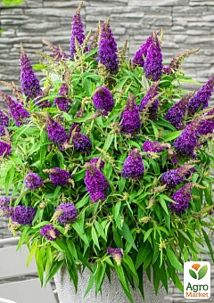 Буддлея карликова "Little Purple"16
