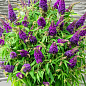 Буддлея карликова "Little Purple"