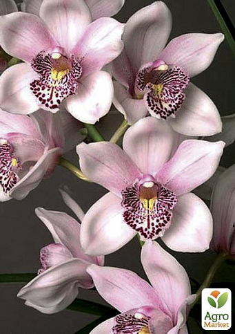 Орхидея бледно-розовая "Либера" ТМ "Vesna Exсlusivе" 10шт