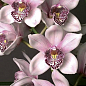 Орхидея бледно-розовая "Либера" ТМ "Vesna Exсlusivе" 10шт