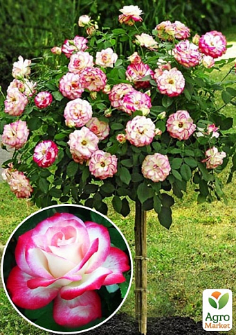 Роза штамбовая "Юбилей Принца Монако" (саженец класса АА+) высший сорт