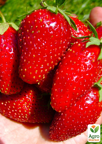 Ексклюзив! Полуниця насичено-червона "Велика Ненсі" (Big Nancy) (преміальний ремонтантний сорт, гігантські ягоди)