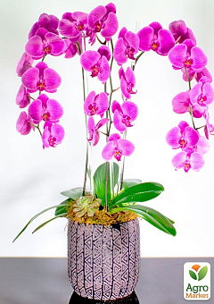 Орхидея (Phalaenopsis) "Cascade Lilac"1