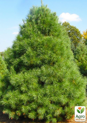 Сосна Веймутова "Белая Восточная" (Pinus Strobus) горшок P9 - фото 2