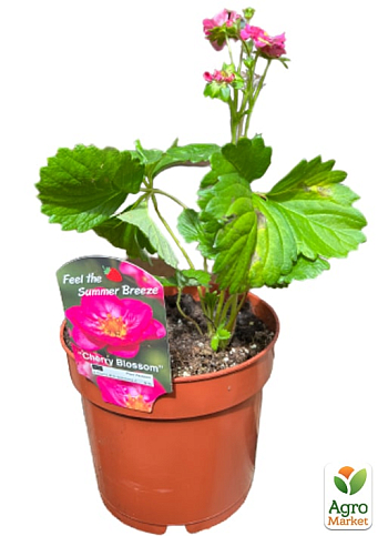 LMTD Клубника ремонтантная махровоцветущая "Cherry Blossom" (горшечное, длительное плодоношение)  - фото 2