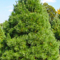 Сосна Веймутова "Белая Восточная" (Pinus Strobus) горшок P9 купить