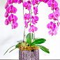 Орхидея (Phalaenopsis) "Cascade Lilac"
