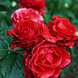 Роза чайно-гібридна "ельтор" (саджанець класу АА +) вищий сорт