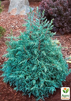 Кипарисовик горохоплодний "Baby Blue" С2, висота 15-20см14
