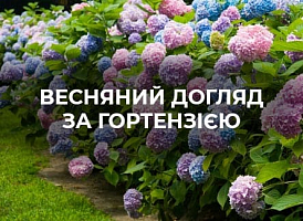 Правила весняного догляду за гортензією - корисні статті про садівництво від Agro-Market