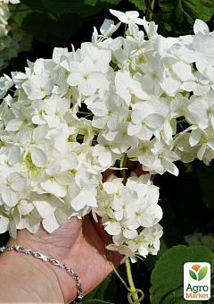 Гортензия древовидная 2-х летняя "Grandiflora" высота саженца 20-30см16