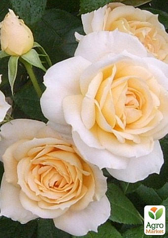 Роза флорибунда "Lions Rose" (саженец класса АА+) высший сорт - фото 3
