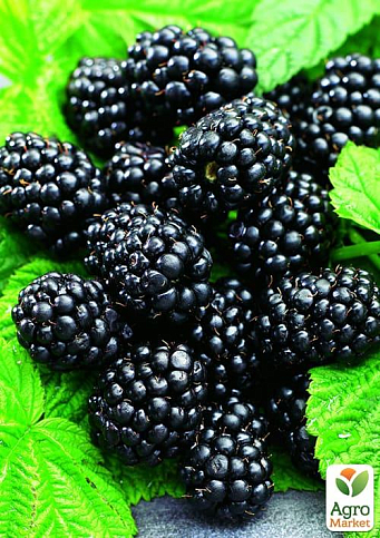 Ежевика ранняя (самый вкусный сорт в мире!) "Небеса могут подождать" (Heaven Can Wait)