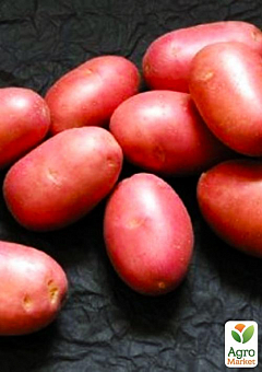 Картофель "Дезире" семенной среднепоздний (на жарку, 1 репродукция) 1кг2