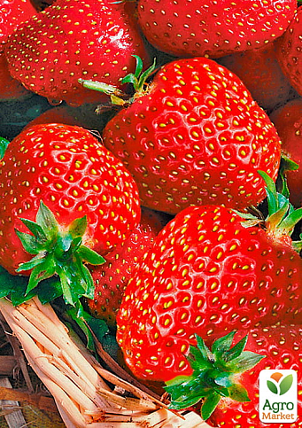 Клубника "Гранд Роса" (среднеранний срок созревания, крупноплодный сорт)