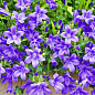 Кампанула цветущая "Isophylla Violet" (Нидерланды)