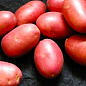 Картофель "Дезире" семенной среднепоздний (на жарку, 1 репродукция) 1кг