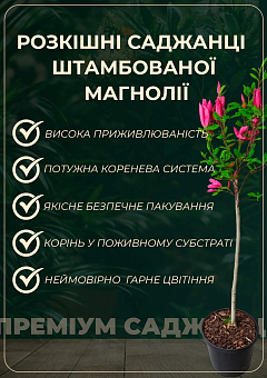 Магнолия на штамбе "Susan" C7.5 высота 120-170см14