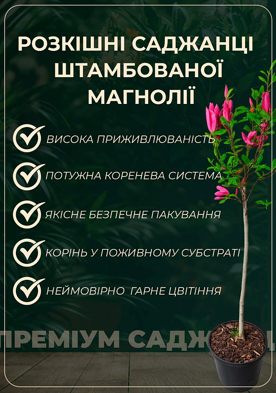 Магнолия на штамбе "Susan" C7.5 высота 120-170см