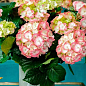Гортензия цветущая крупнолистная "Рембранд Дольче чик" (Hydrangea macrophylla Rembrandt Dolce Chic) вазон С1,5 купить