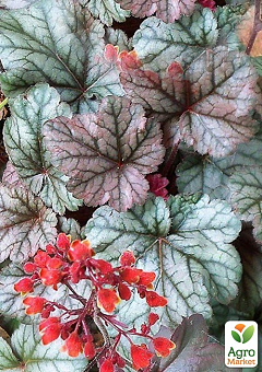 Гейхера (Heuchera) "Cinnabar Silver" С1 (высота 15-30см)16