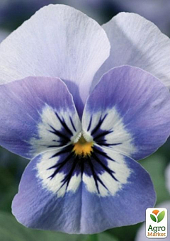 Віола (Viola Cornuta) "Marina"6