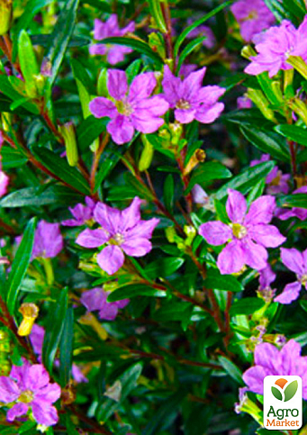 Куфея иссополистная, контейнер Р9, высота 10-20см - фото 5