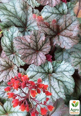 Гейхера (Heuchera) "Cinnabar Silver" С1 (высота 15-30см) - фото 6
