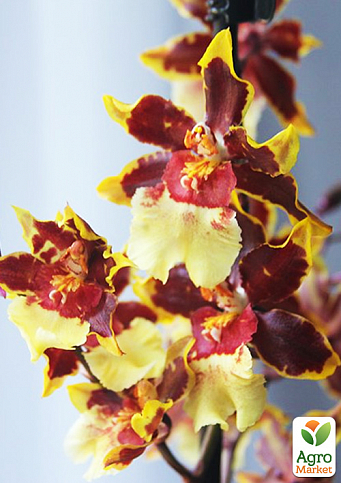 Орхидея Камбрия "Hot Chocolate" - фото 3