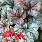 Гейхера (Heuchera) "Cinnabar Silver" С1 (высота 15-30см)