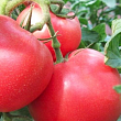Томат индетерминантный "1804 F1" ТМ "Lark Seeds" 250шт
