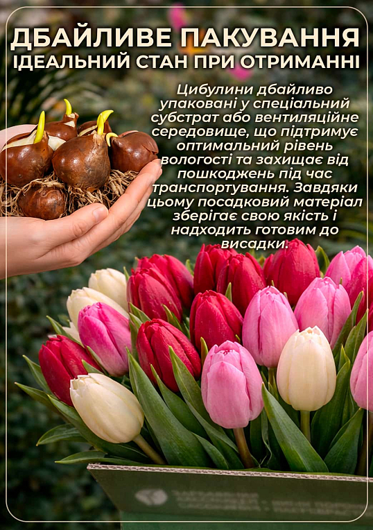 Тюльпан "Claudia" (лілієцвітний) - фото 3