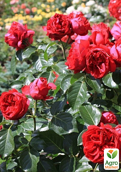Троянда в контейнері паркова "Red Eden Rose" (саджанець класу АА+)7