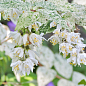 Дейция изящная "Variegata" 