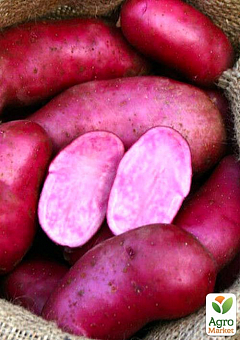 Ексклюзив! Насіннєву картоплю рожевий "Хортиця" (1 репродукція) 1кг2