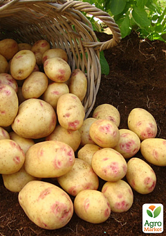 Картопля "Пікассо" насіннєва пізньостигла (1 репродукція) 10кг11