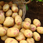 Картопля "Пікассо" насіннєва пізньостигла (1 репродукція) 10кг