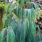 Кипарис Кашмирский (Cupressus Cashmeriana) контейнер Р9 цена