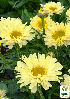 Ромашка крупноцветковая Нивяник "Sweet Daisy Izabel" (компактная, срезочная)8