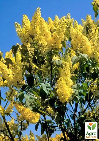 Бузок жовтий "Примроз (Primrose)" - фото 5