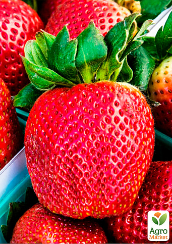 Клубника "Королева Елизавета" (ремонтантный сорт, ранний срок созревания) - фото 6