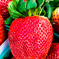 Клубника "Королева Елизавета" (ремонтантный сорт, ранний срок созревания)