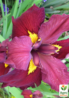 Ірис луїзіанський (Iris louisiana) "Ann Chowning"1