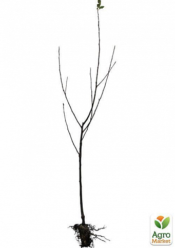 Эксклюзив! Дерево-сад Яблоня "Деличия+Амулет+Дельбар+Джонаголд" - фото 2