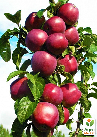 Яблоня колоновидная "Джина" (осенний сорт)