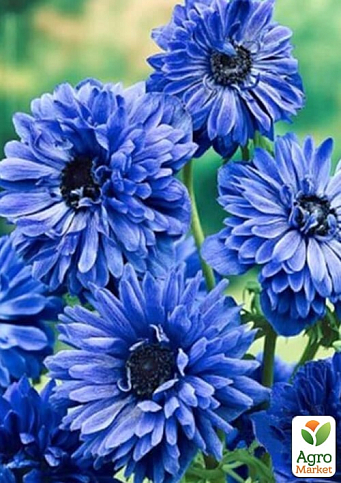 Анемона махровая синяя "Lord Lieutenant 976" (размер 5/6 , крупный) 5шт в упаковке