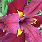 Ірис луїзіанський (Iris louisiana) "Ann Chowning"