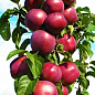 Яблуня колоновидна "Джина" (осінній сорт)