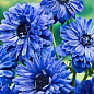 Анемона махровая синяя "Lord Lieutenant 976" (размер 5/6 , крупный) 5шт в упаковке